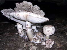 foto de Chlorophyllum brunneum