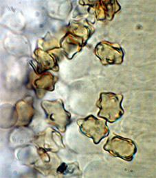 foto de Esporas nodulosas de Inocybe
